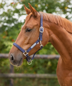 Alternative view of QHP halster gevoerd