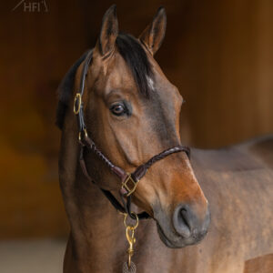 HFI halster braided