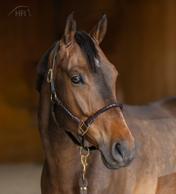 HFI halster braided
