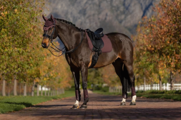 AW25 LeMieux Essence Dressage Square - Afbeelding 3