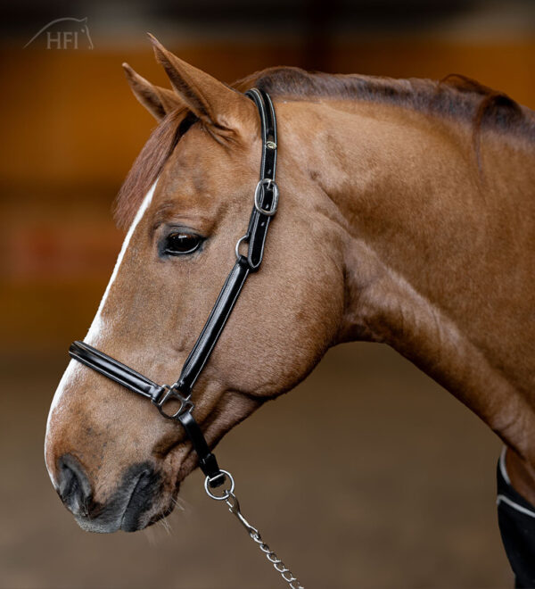 HFI halster little groom - Afbeelding 2