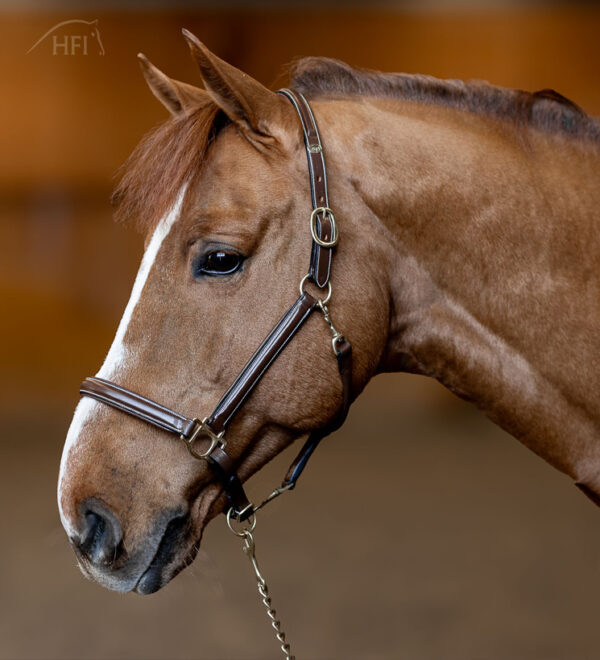 HFI halster little groom