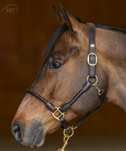 Alternative view of HFI halster braided
