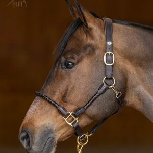 Alternative view of HFI halster braided