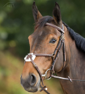 HFI Hoofdstel mexicaans