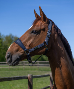 Alternative view of SS26 Kingsland Lucca Halster en Touw